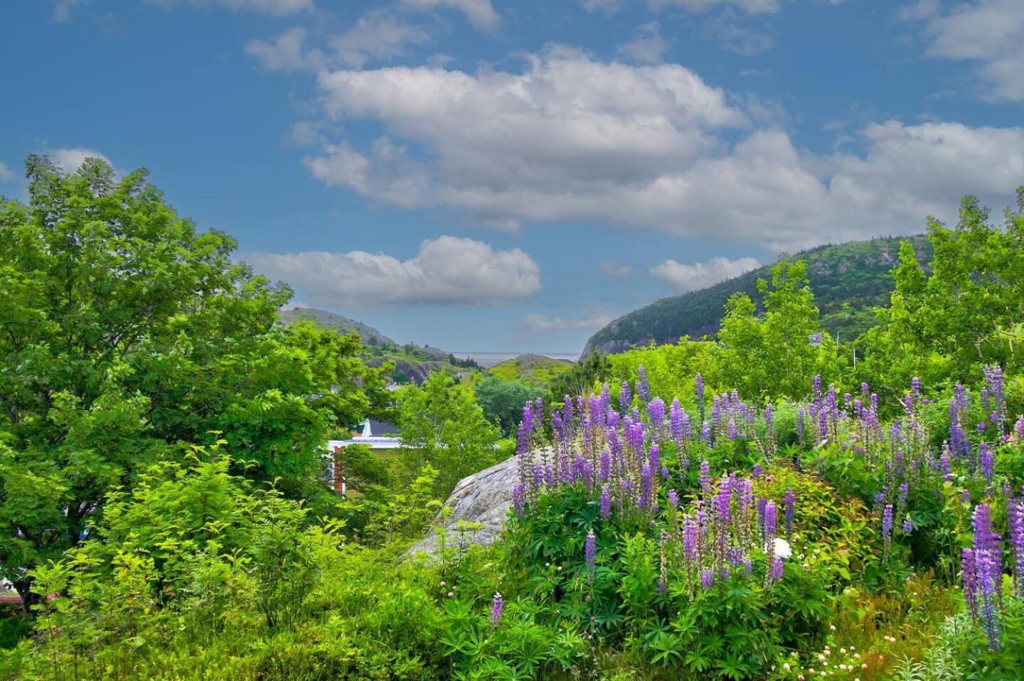 The Vista At Quidi Vidi - Stunning Views & Trails Villa St. John's Luaran gambar